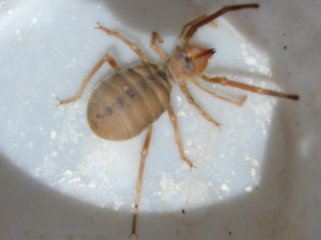 Solifugae spec-1